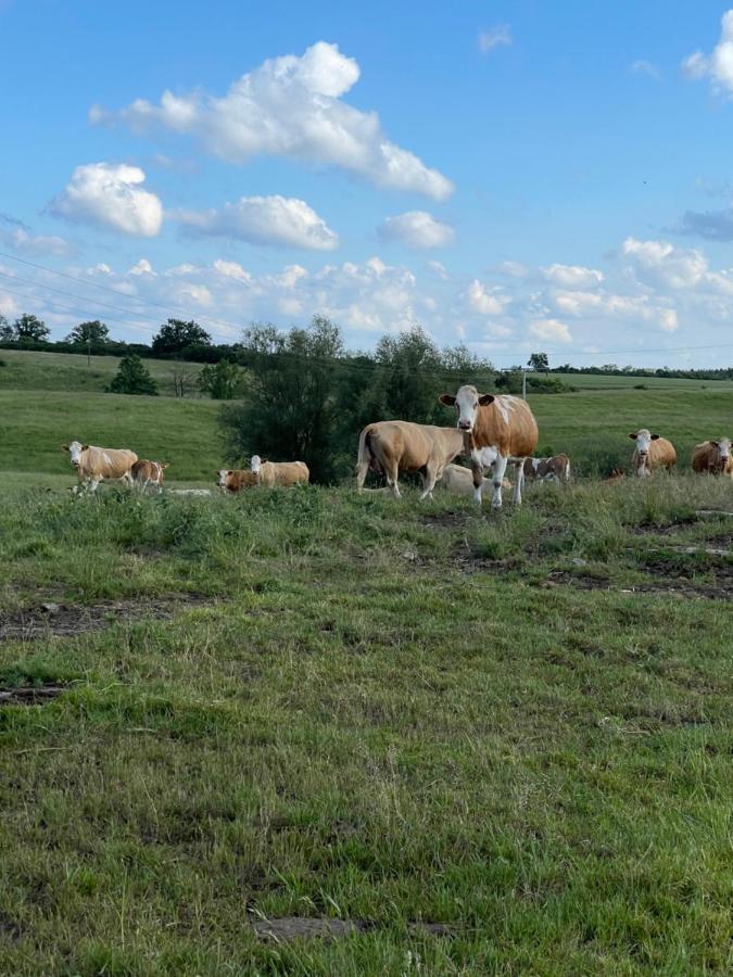 Naturnahes, Neu Moebl.Apartment, Hundefreundlich Neu Gaarz Esterno foto